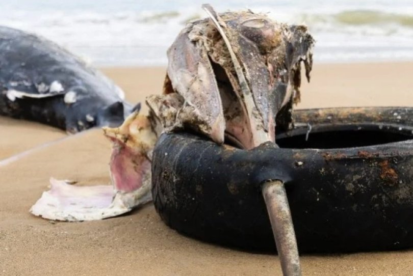 Peixe gigante encontrado morto com pneu preso no bico | FOLHAMAX