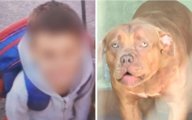 Criana de 5 anos morre aps ser atacada por pitbull | FOLHAMAX