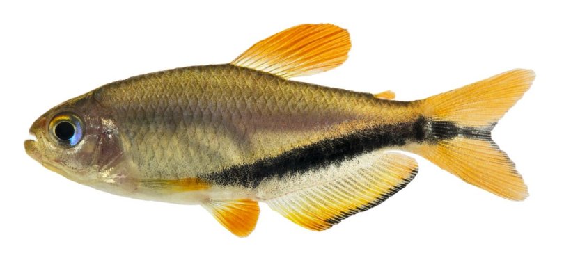 Nova espcie de peixe raro identificada em rio do Estado | FOLHAMAX