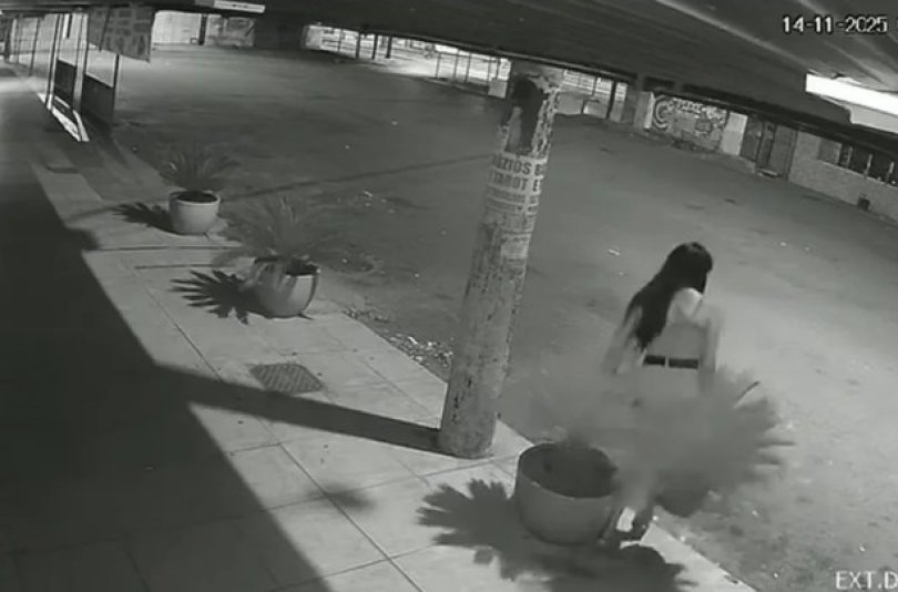 Aps noite de programas, travesti surrupia plantas | FOLHAMAX