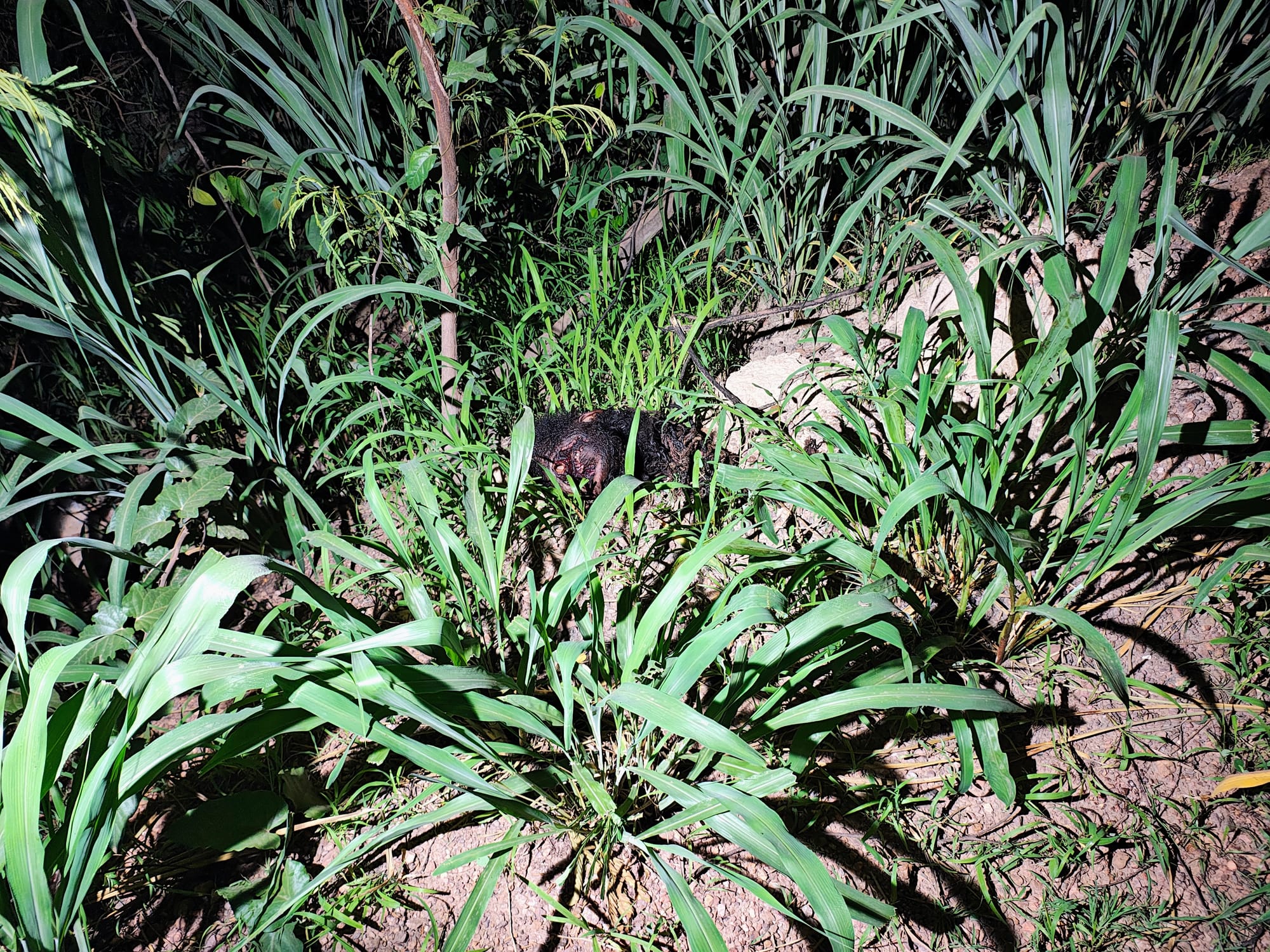 Brazilian Police Investigate Brutal Killing Linked to Possible Terror-Style Attack in Cuiabá