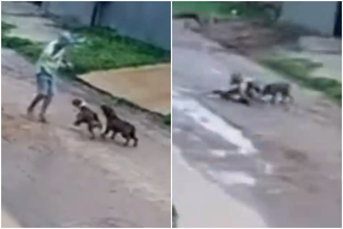 Câmera flagra pitbulls atacando idoso em rua no interior de MT
