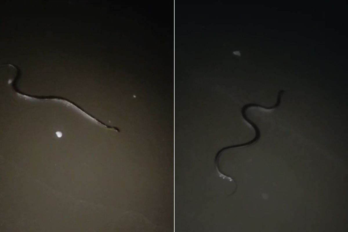 Cobra é flagrada passeando pela praia e tenta 'dar o bote' em família no litoral de SP; VÍDEO