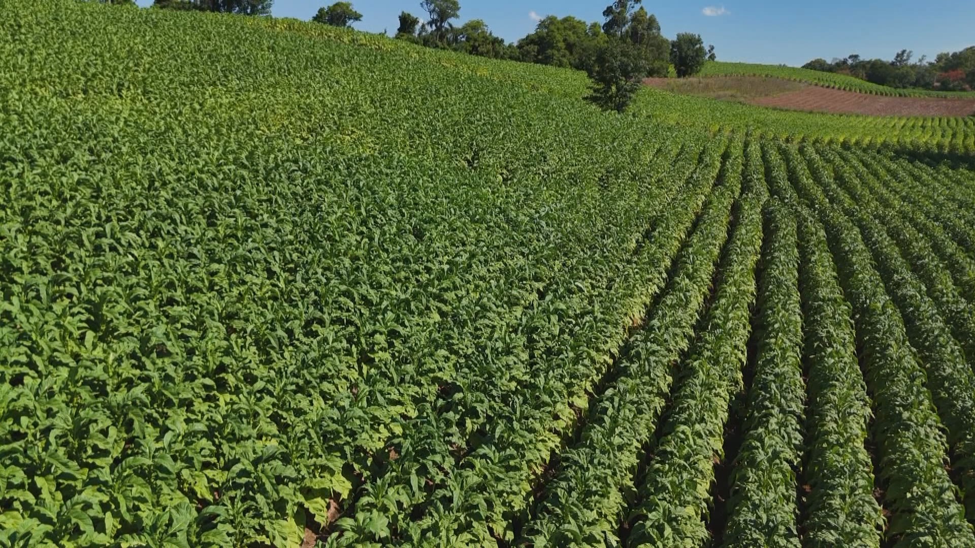 Tarifaço dos EUA ameaça início da colheita de tabaco e milhões em exportações no RS