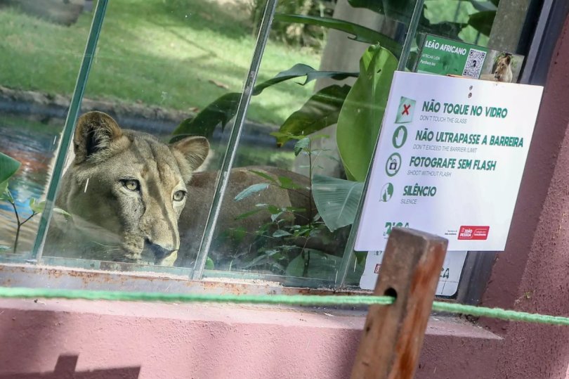 Zoolgico onde jovem foi morto por leoa reabre com cmeras com IA | FOLHAMAX
