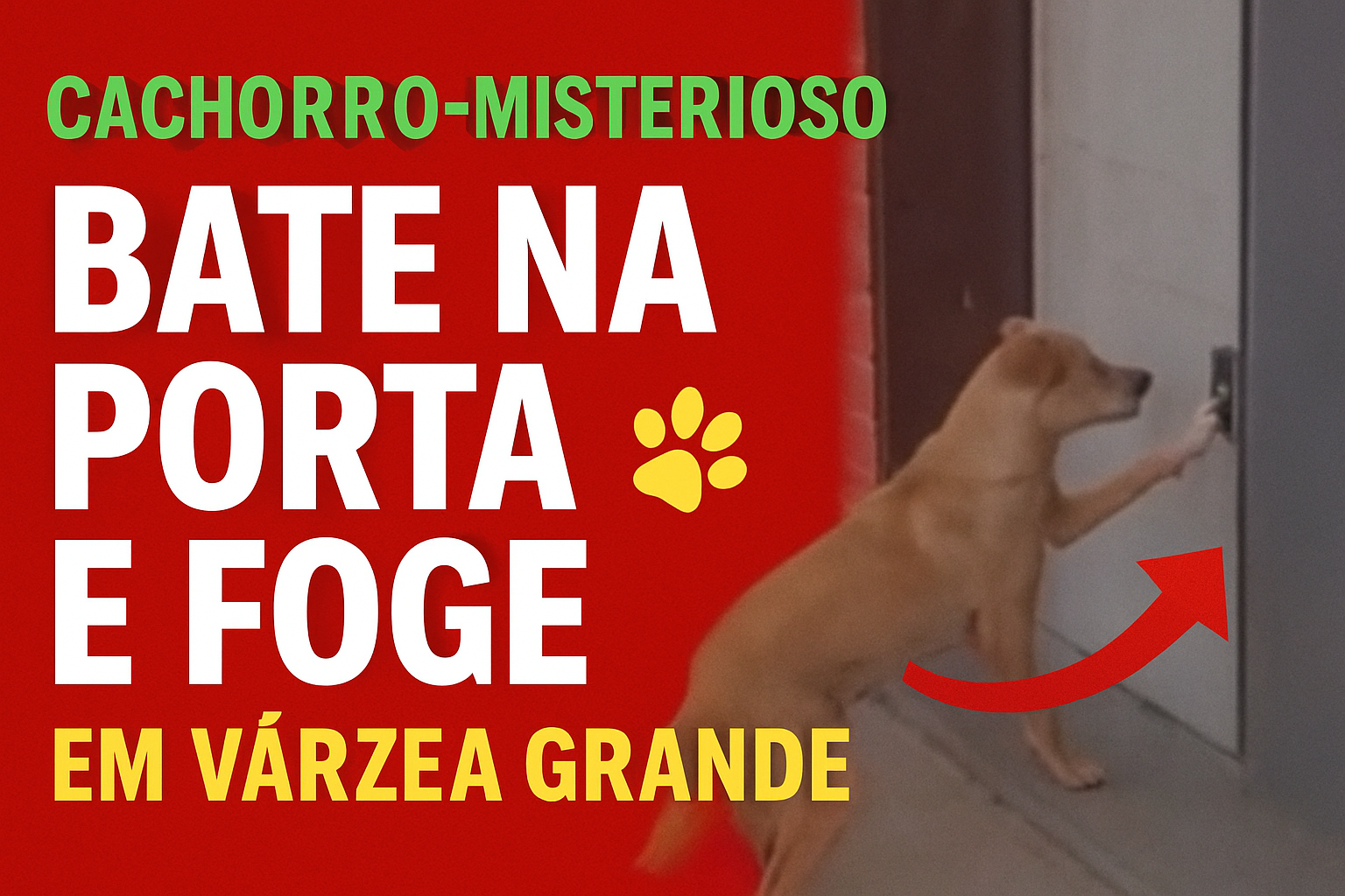 Moradores filmam “cachorro-misterioso” que bate na porta e foge em Várzea Grande