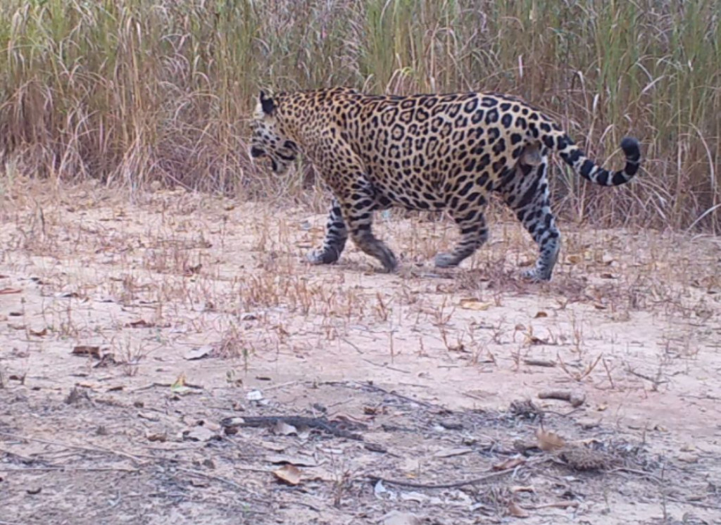 On�as pintadas sesc pantanal Dito