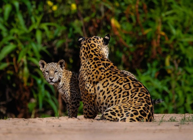 Paiaguá, Barão e Aroe: conheça os nomes e histórias das 39 onças do Pantanal | RDNEWS