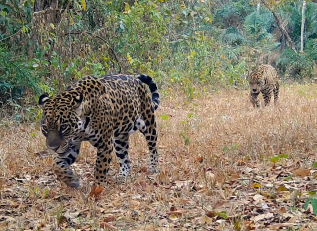 On�as pintadas sesc pantanal Aroe e Timb�