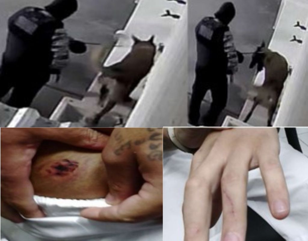 Relatório, TJMT, Ferrugem, Cães