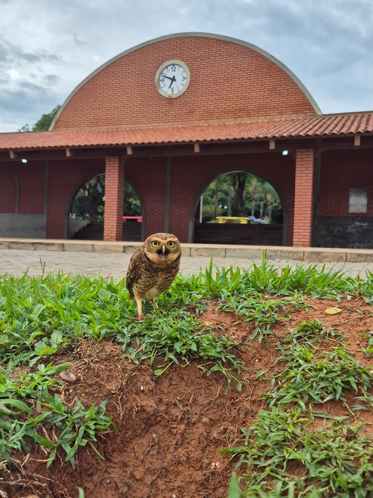 Corujas-buraqueiras ganham proteção no coração de Santa Fé do Sul (SP)