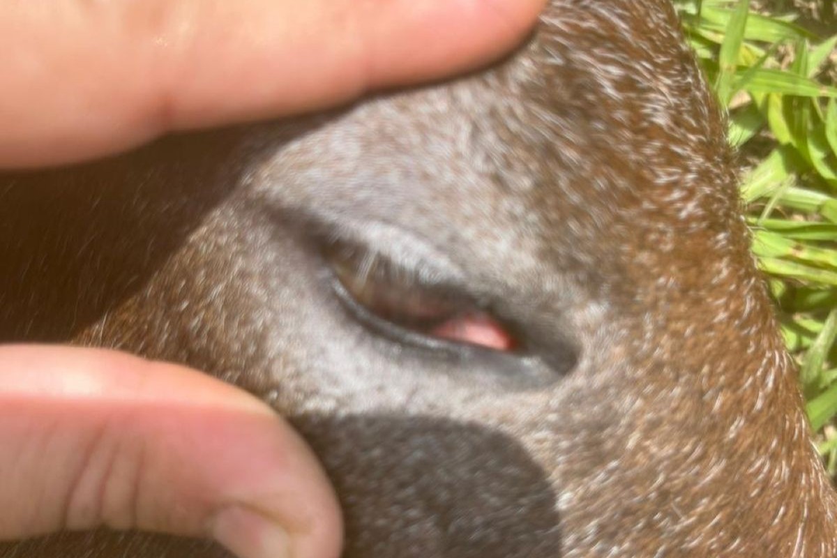 Ração Nutratta volta ao centro das atenções com relatos de cegueira em potros   Fonte: https://agro.estadao.com.br/pecuaria/racao-nutratta-volta-ao-centro-das-atencoes-com-relatos-de-cegueira-em-potros