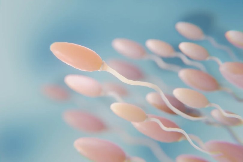 Torneio de corrida de espermatozoides premiar vencedor | FOLHAMAX