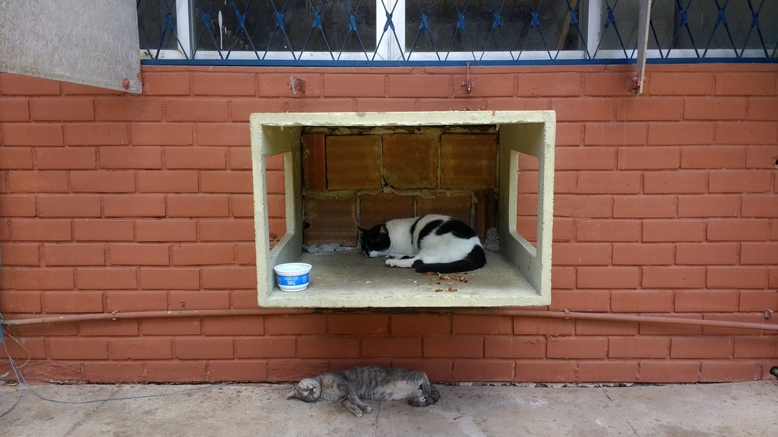 MPT dá 180 dias para UFPB impedir acesso de gatos a ambientes internos