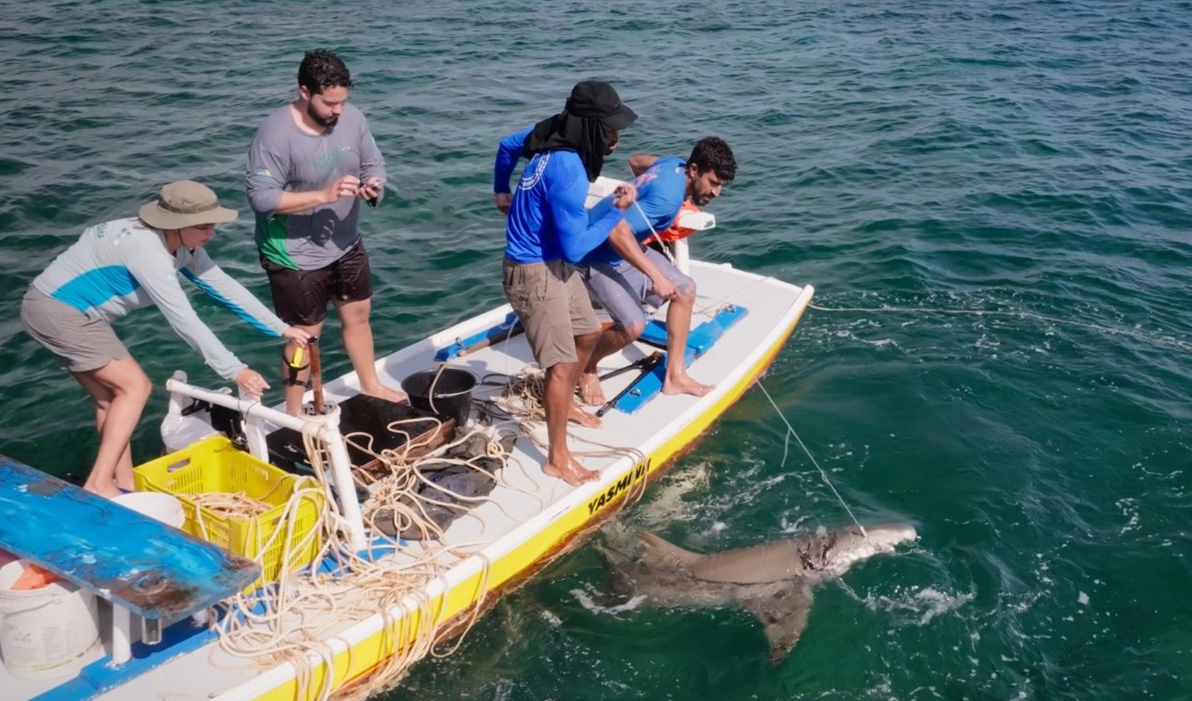 Força-tarefa retira fita plástica presa em tubarão em Noronha
