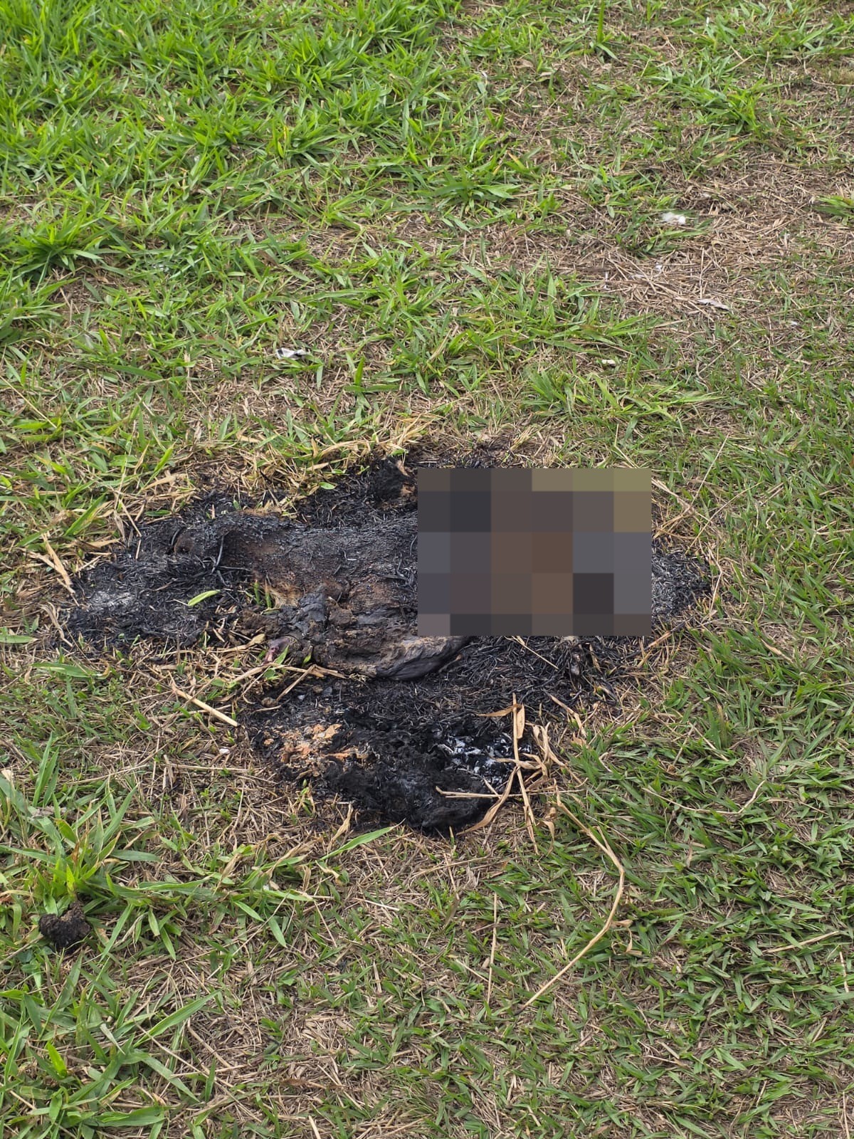 Capivara é encontrada carbonizada às margens do Rio Paraibuna, em Juiz de Fora