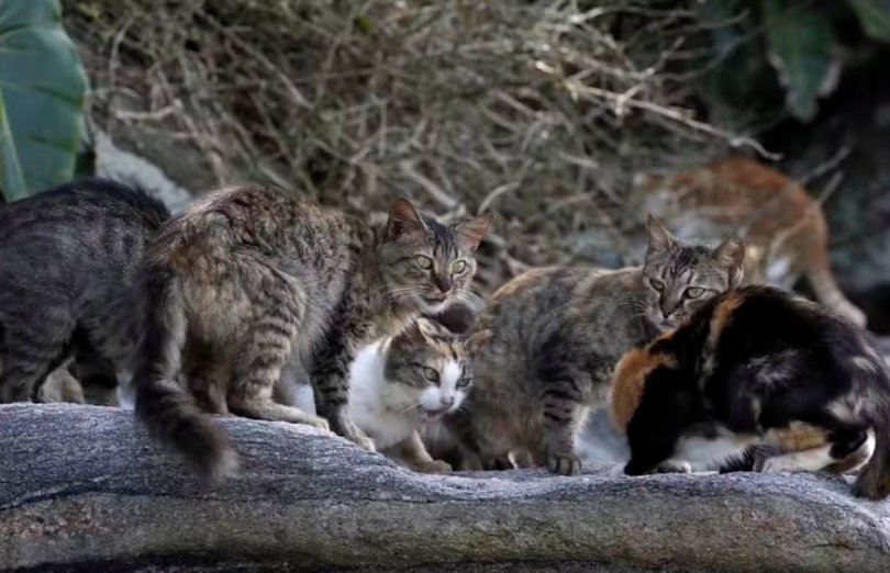 Cinco gatos levados para ilha provocaram desastre ambiental | FOLHAMAX