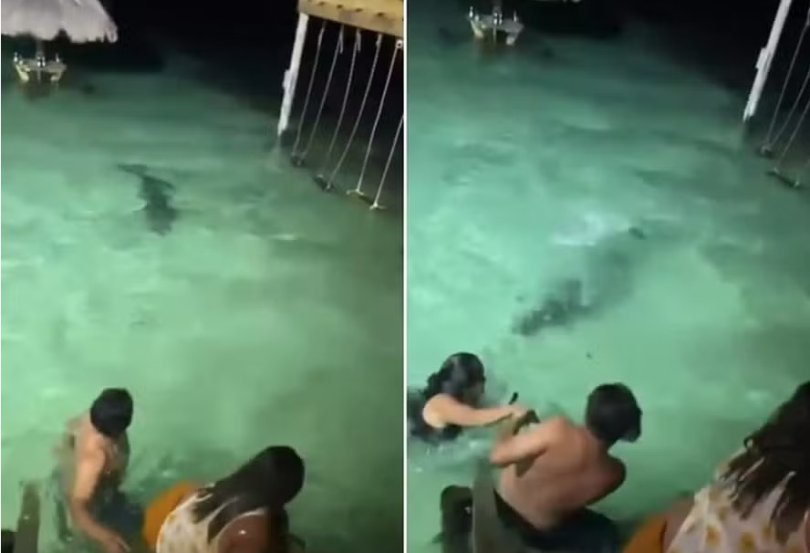 Banhistas escapam de crocodilo durante banho noturno em resort; veja vdeo | FOLHAMAX