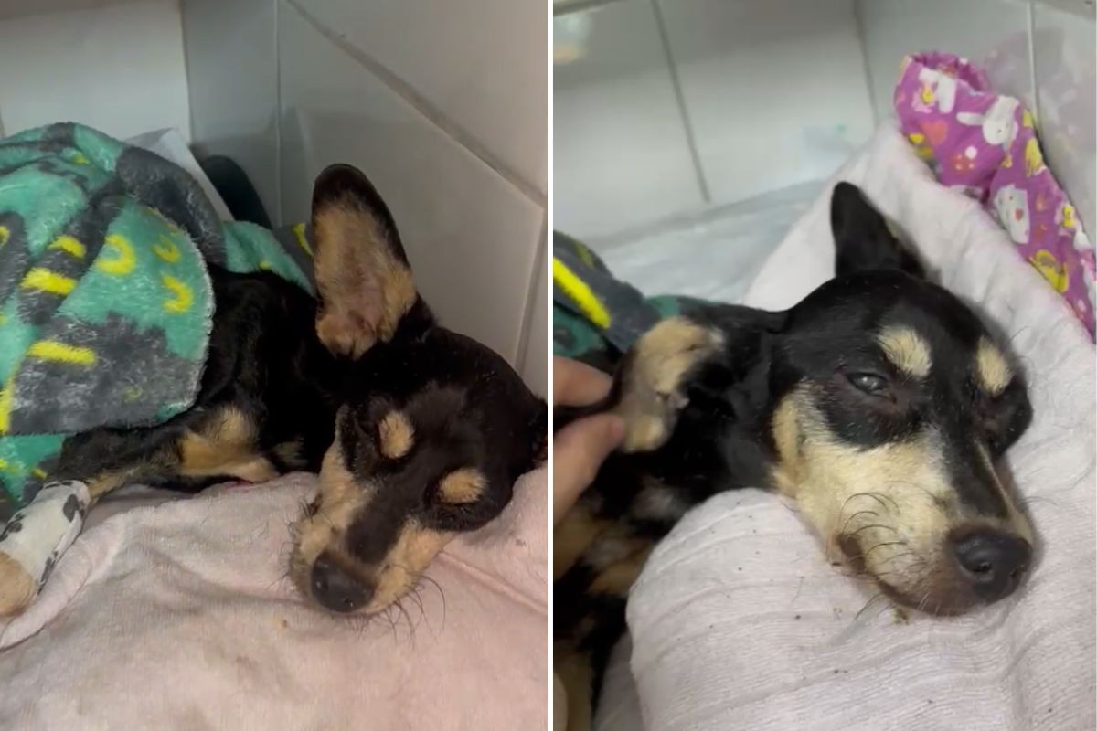 Cadela é internada em estado grave após ser abandonada em calçada