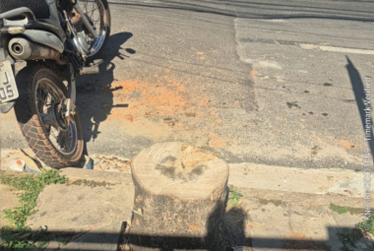 Prefeitura multa proprietário por corte irregular de árvores em Cuiabá