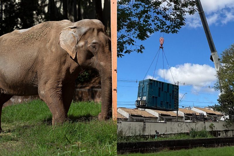 Quase em casa: elefante Sandro chega a Chapada dos Guimarães nesta sexta | Rdnews