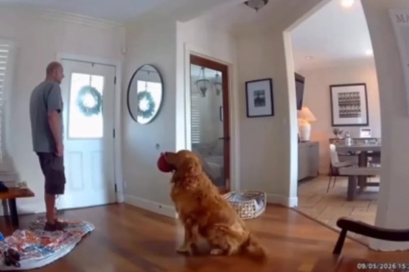Golden retriever surpreende ao receber ladro com brinquedo na boca | FOLHAMAX