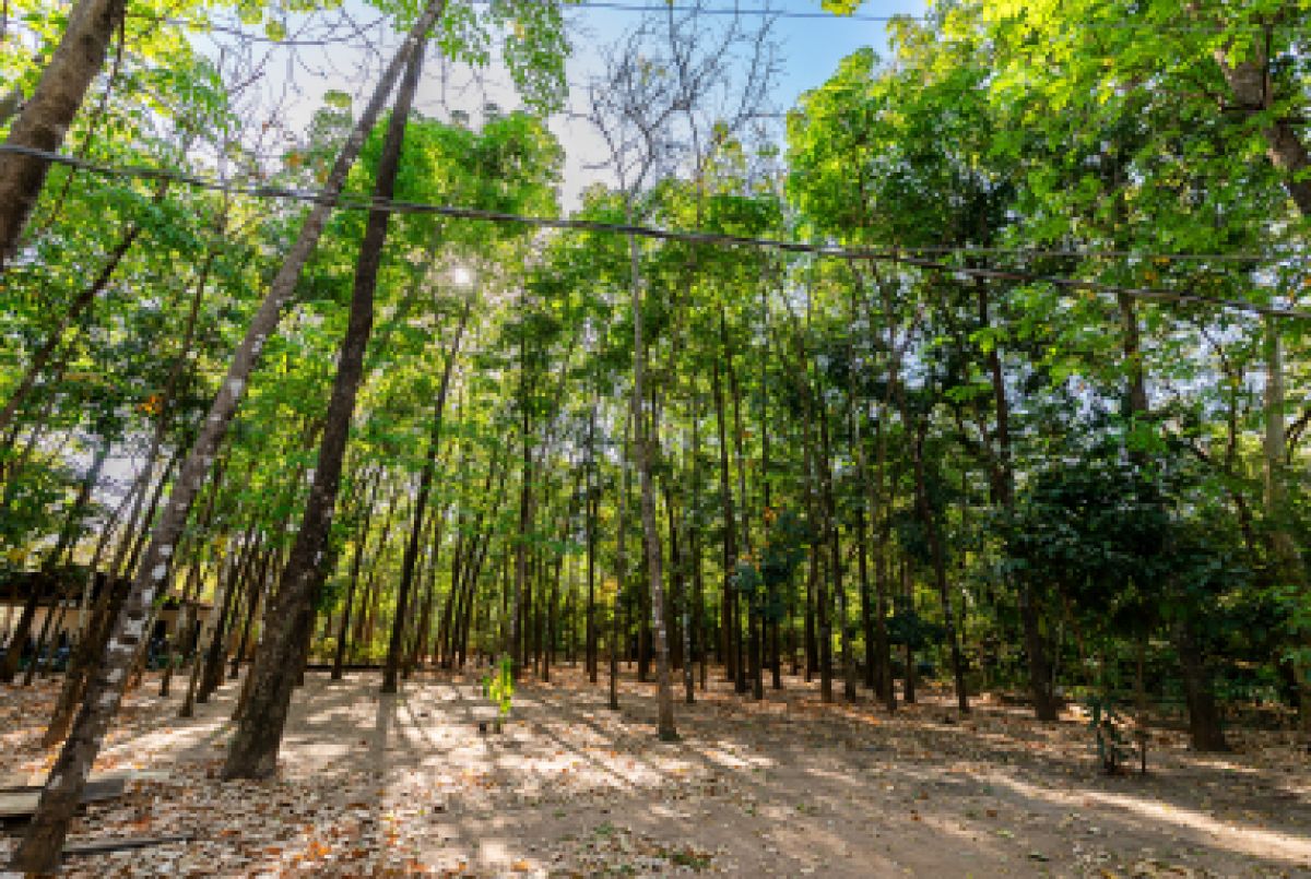 Avenida Beira Rio ganha 200 mudas no início do novo plano de arborização de Cuiabá