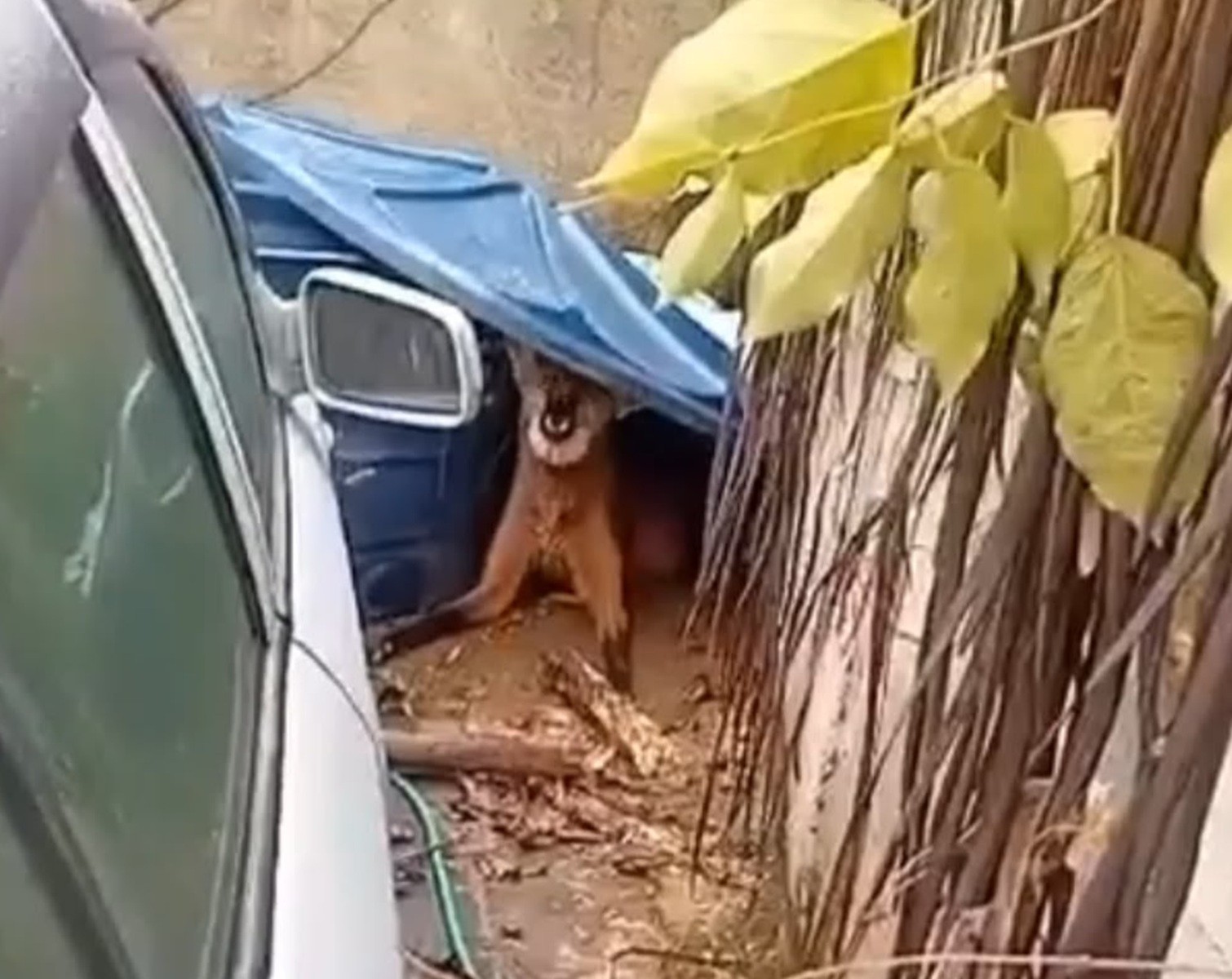Lobo-guará é flagrado passeando pela rua e acaba no quintal de uma casa, em Petrópolis