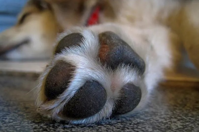 Me condenada a priso aps oferecer R$ 100 para homem matar cachorro de filha | FOLHAMAX