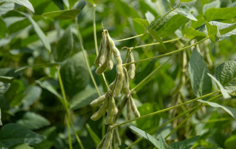 Agricultores de MT escapam de pagar fortura em processo de R$ 1 bilho | FOLHAMAX