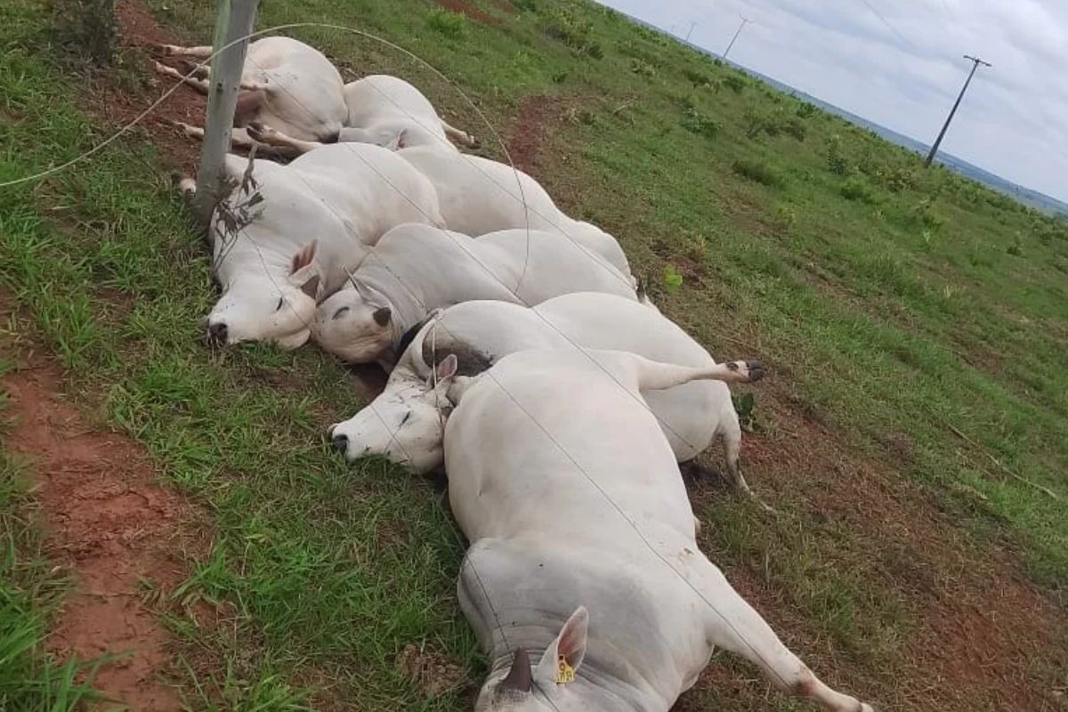 Fio de energia se solta, mata 7 touros e causa prejuízo de mais de R$ 100 mil em fazenda de MS